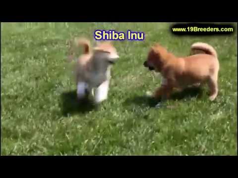 Shiba Inu, Puppies, Dogs, For Sale, In Jacksonville, Florida, FL, 19Breeders, Orlando, Cape Coral