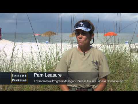 Australian Pine Tree Removal from Fort De Soto Beach