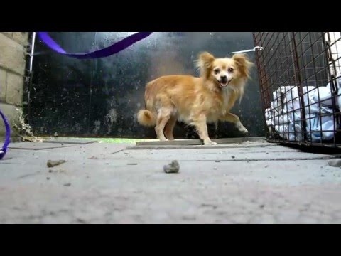 Rescuing 4 Pomeranians that were dumped on the streets. (By Eldad Hagar)