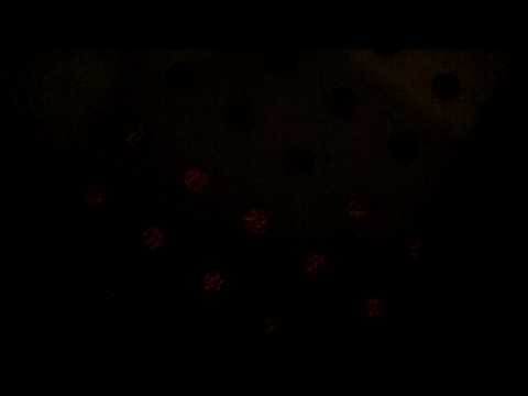 Registrar of Florida Department of Health in dishonor 11-11-2012 001.MP4