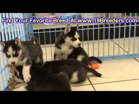 Siberian Husky, Puppies, Dogs, For Sale, In Jacksonville, Florida, FL, 19Breeders, Orlando